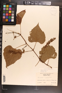 Vitis vulpina image