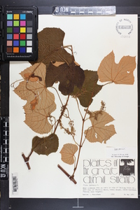 Vitis labrusca image