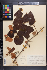 Vitis labrusca image