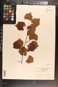 Vitis rotundifolia image