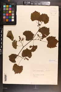 Vitis rotundifolia image