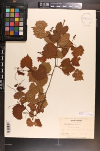 Vitis rotundifolia image