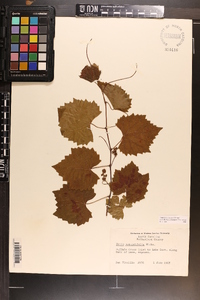 Vitis rotundifolia image