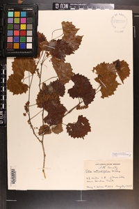 Vitis rotundifolia image