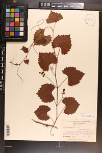 Vitis rotundifolia image