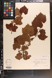 Vitis rotundifolia image