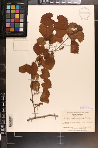 Vitis rotundifolia image