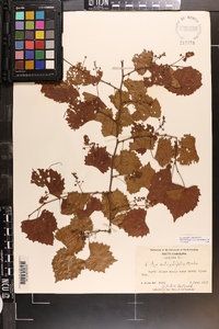 Vitis rotundifolia image