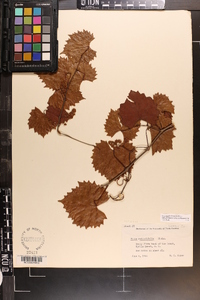 Vitis rotundifolia image