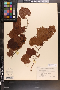 Vitis rotundifolia image