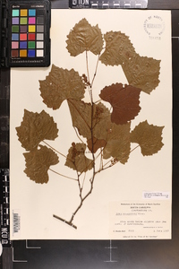 Vitis rotundifolia image