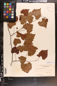 Vitis rotundifolia image