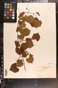 Vitis rotundifolia image