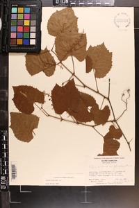 Vitis vulpina image