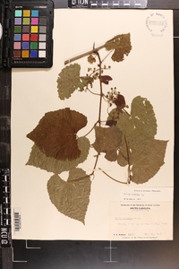 Vitis vulpina image