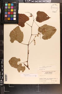 Vitis vulpina image