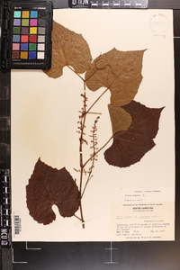 Vitis vulpina image