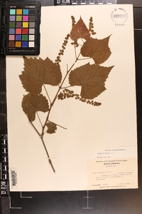 Vitis vulpina image