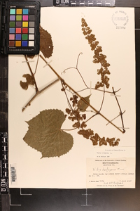 Vitis vulpina image