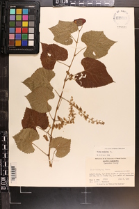 Vitis vulpina image