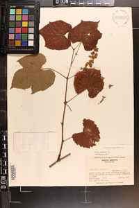 Vitis vulpina image