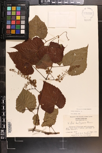 Vitis vulpina image