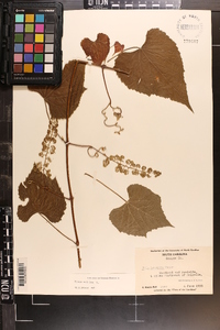 Vitis vulpina image