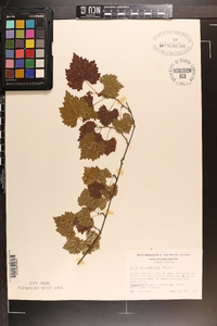 Vitis rotundifolia image