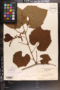 Vitis cinerea image