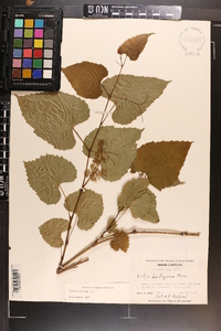 Vitis vulpina image