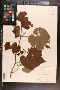 Vitis vulpina image