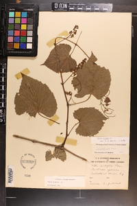 Vitis vulpina image