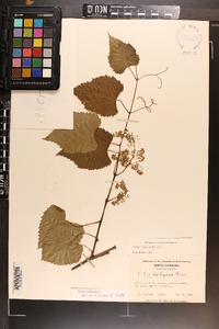 Vitis vulpina image