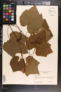 Vitis vulpina image