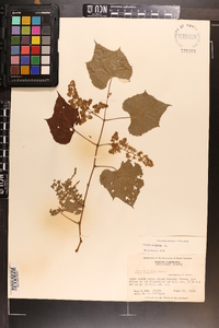 Vitis vulpina image