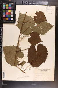 Vitis vulpina image