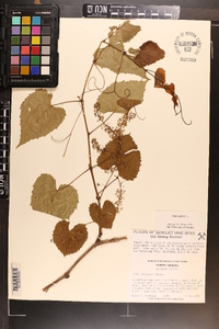 Vitis vulpina image