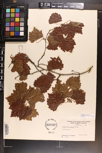 Vitis rotundifolia image