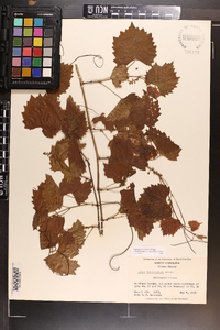 Vitis rotundifolia image