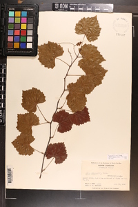 Vitis rotundifolia image