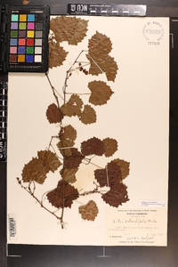 Vitis rotundifolia image