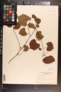 Vitis rotundifolia image