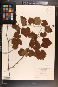 Vitis rotundifolia image