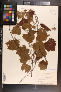 Vitis rotundifolia image