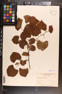 Vitis rotundifolia image