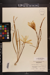 Zephyranthes atamasca image