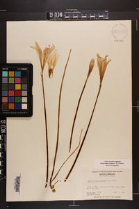 Zephyranthes atamasca image