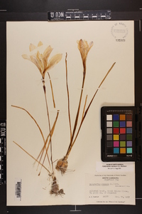 Zephyranthes atamasca image