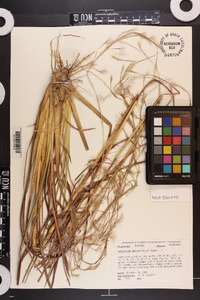 Andropogon brachystachyus image