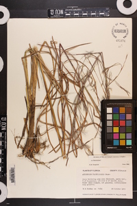 Andropogon brachystachyus image